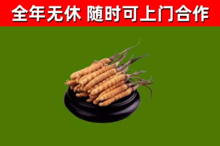 丰城回收散虫草