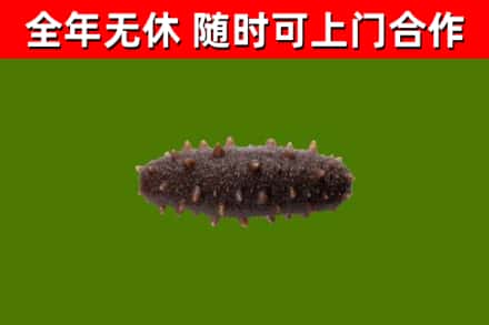 丰城回收海参干